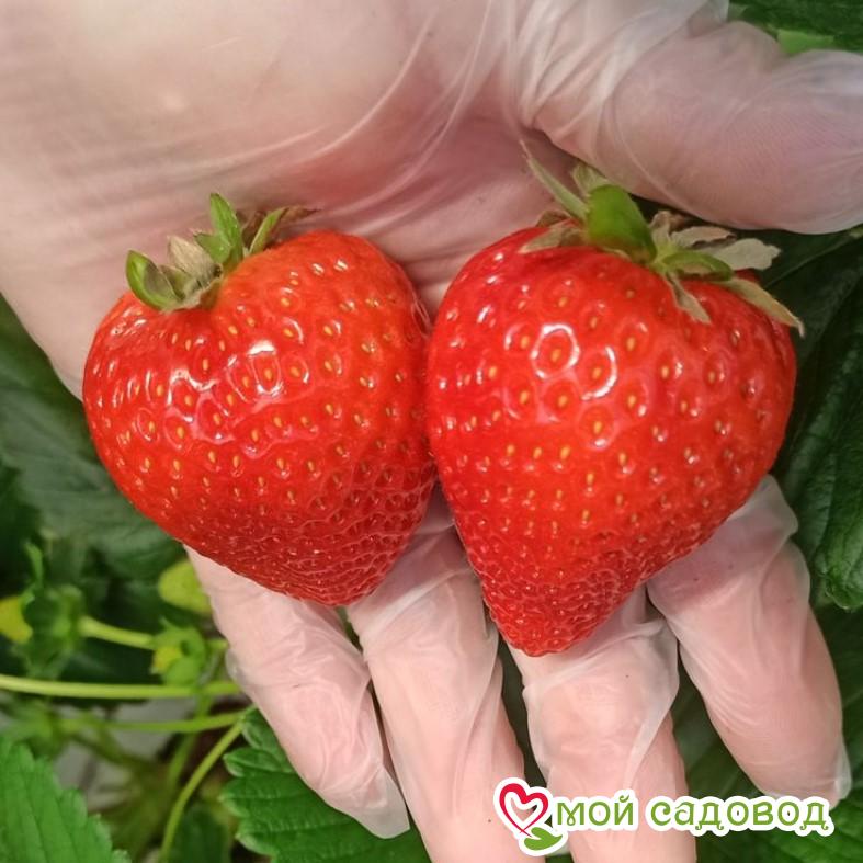 Клубника Филон