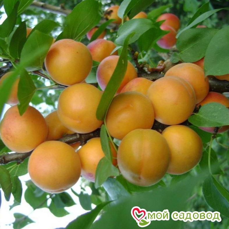 Абрикос Горный Абакан