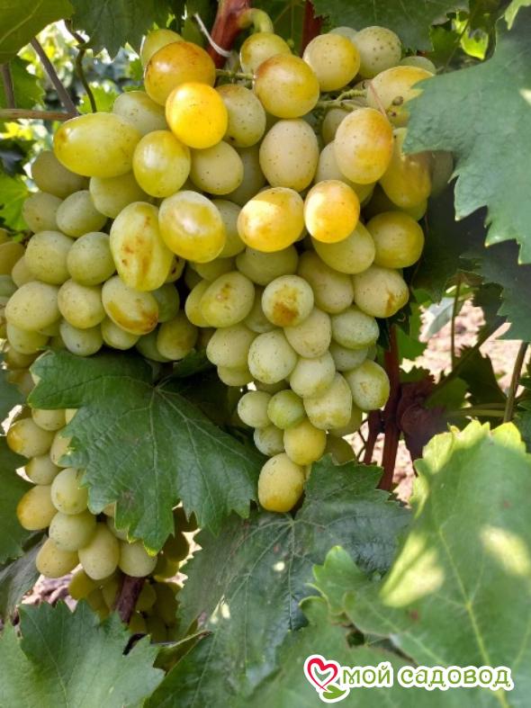 Виноград Валентина