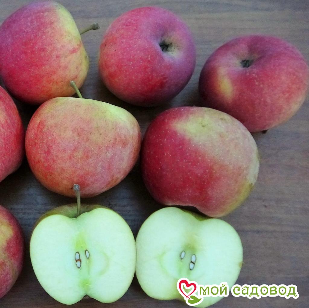 Яблоня Фуджи Фубракс, зимний сорт