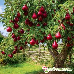 Груша Аврора